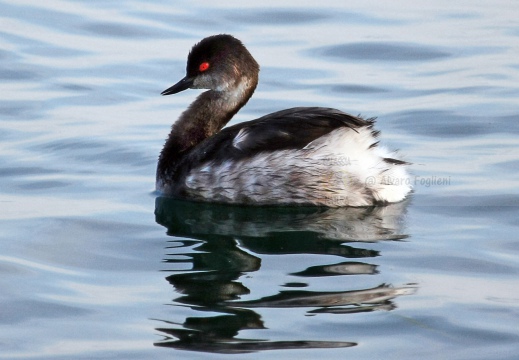 SVASSO PICCOLO, Black-necked Grebe, Podiceps nigricollis