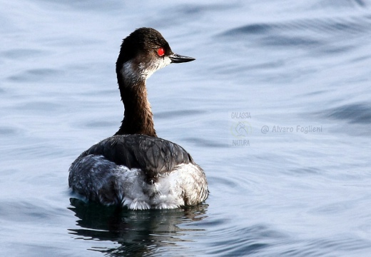 SVASSO PICCOLO, Black-necked Grebe, Podiceps nigricollis