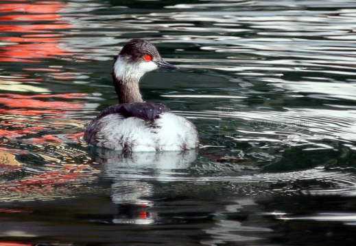 SVASSO PICCOLO, Black-necked Grebe, Podiceps nigricollis