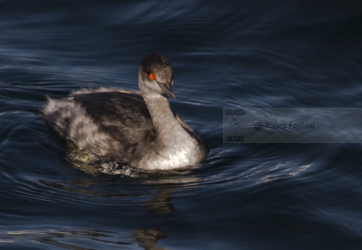 SVASSO PICCOLO, Black-necked Grebe, Podiceps nigricollis