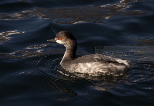 SVASSO PICCOLO, Black-necked Grebe, Podiceps nigricollis