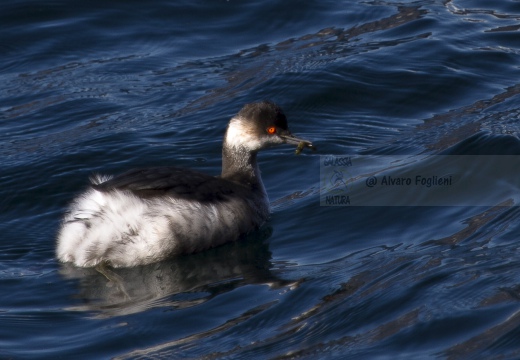 SVASSO PICCOLO, Black-necked Grebe, Podiceps nigricollis