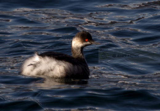 SVASSO PICCOLO, Black-necked Grebe, Podiceps nigricollis