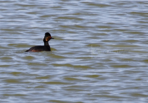 SVASSO PICCOLO, Black-necked Grebe, Podiceps nigricollis