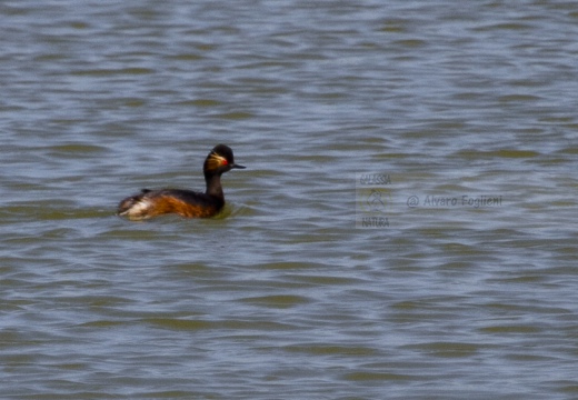 SVASSO PICCOLO, Black-necked Grebe, Podiceps nigricollis