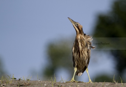 TARABUSO, Bittern, Botaurus stellaris