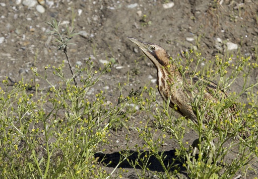 TARABUSO, Bittern, Botaurus stellaris