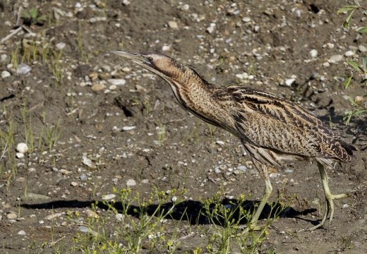 TARABUSO, Bittern, Botaurus stellaris