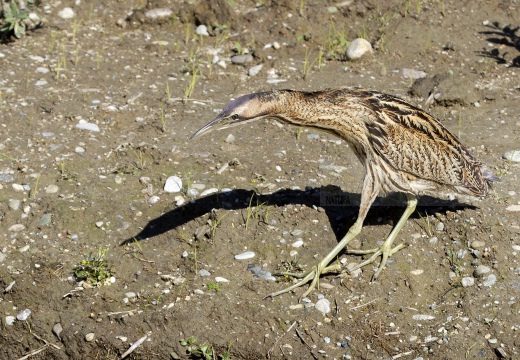 TARABUSO, Bittern, Botaurus stellaris