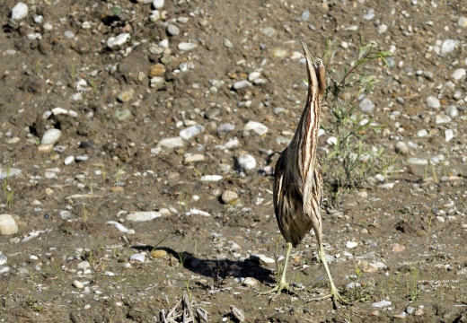 TARABUSO, Bittern, Botaurus stellaris
