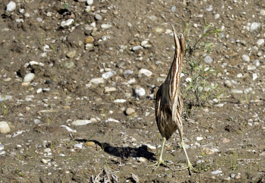 TARABUSO, Bittern, Botaurus stellaris