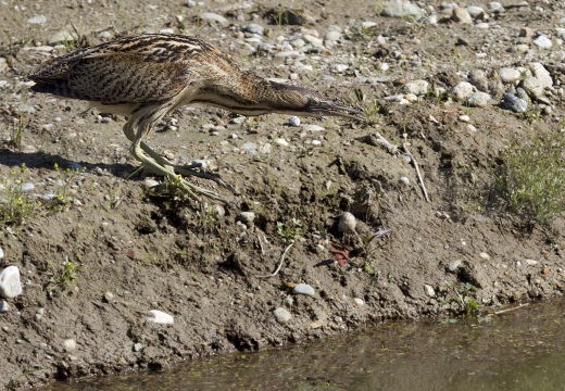 TARABUSO, Bittern, Botaurus stellaris