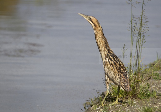 TARABUSO, Bittern, Botaurus stellaris