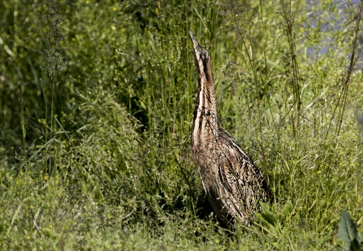 TARABUSO, Bittern, Botaurus stellaris