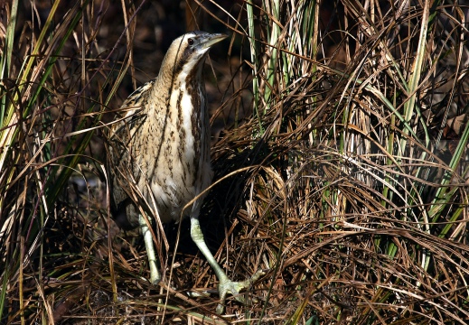 TARABUSO, Bittern, Botaurus stellaris