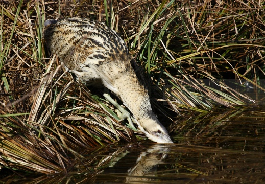 TARABUSO, Bittern, Botaurus stellaris