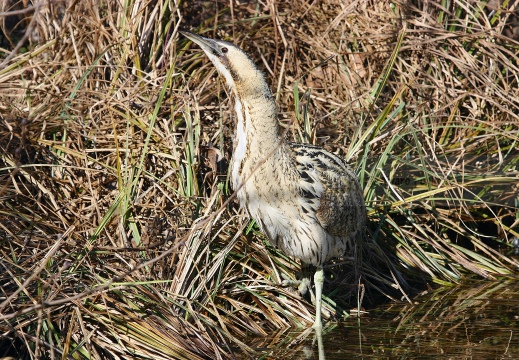 TARABUSO, Bittern, Botaurus stellaris