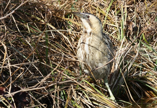 TARABUSO, Bittern, Botaurus stellaris