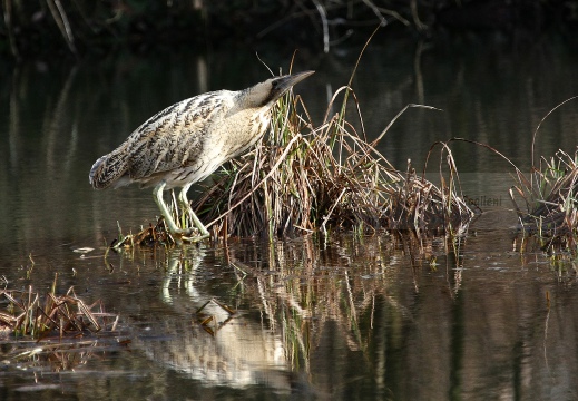 TARABUSO, Bittern, Botaurus stellaris