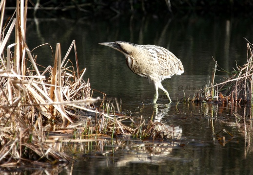 TARABUSO, Bittern, Botaurus stellaris