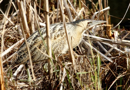 TARABUSO, Bittern, Botaurus stellaris