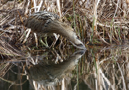 TARABUSO, Bittern, Botaurus stellaris