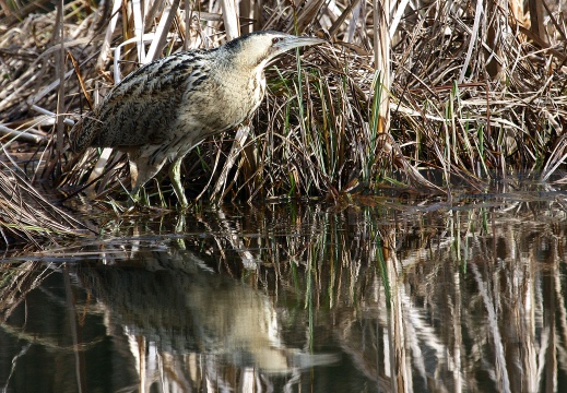 TARABUSO, Bittern, Botaurus stellaris