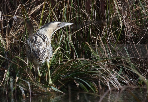 TARABUSO, Bittern, Botaurus stellaris