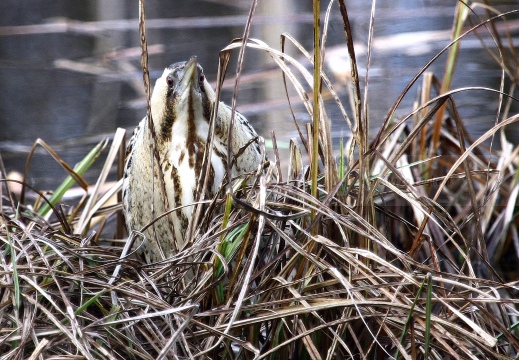 TARABUSO, Bittern, Botaurus stellaris