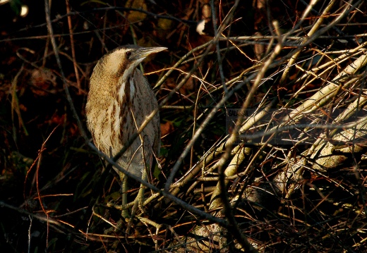 TARABUSO, Bittern, Botaurus stellaris1