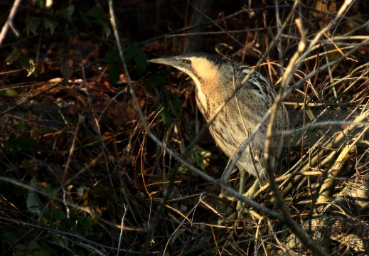 TARABUSO, Bittern, Botaurus stellaris