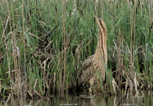 TARABUSO, Bittern, Botaurus stellaris