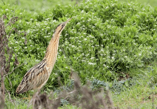 TARABUSO, Bittern, Botaurus stellaris