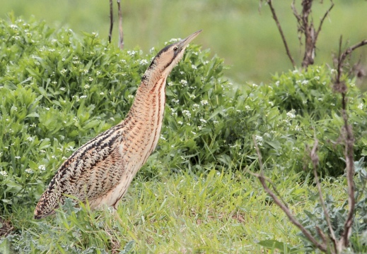 TARABUSO, Bittern, Botaurus stellaris