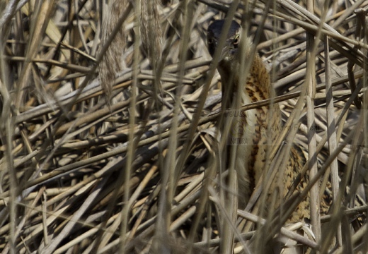 TARABUSO, Bittern, Botaurus stellaris