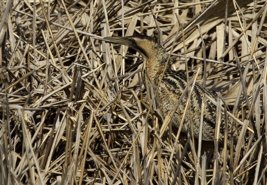 TARABUSO, Bittern, Botaurus stellaris