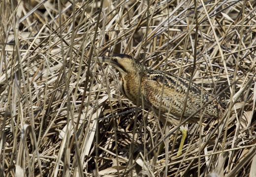 TARABUSO, Bittern, Botaurus stellaris