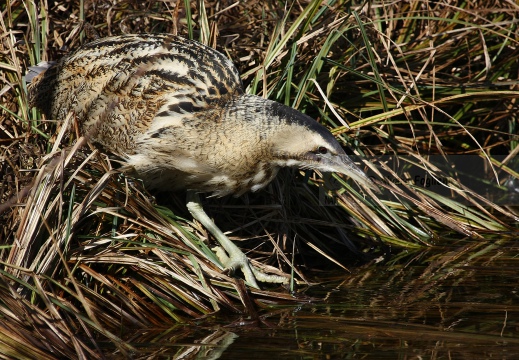 TARABUSO, Bittern, Botaurus stellaris