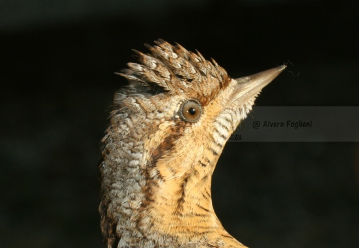 TORCICOLLO; Wryneck;  Jynx torquilla 