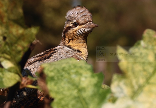 TORCICOLLO; Wryneck;  Jynx torquilla 