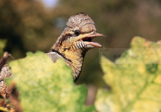 TORCICOLLO; Wryneck;  Jynx torquilla 