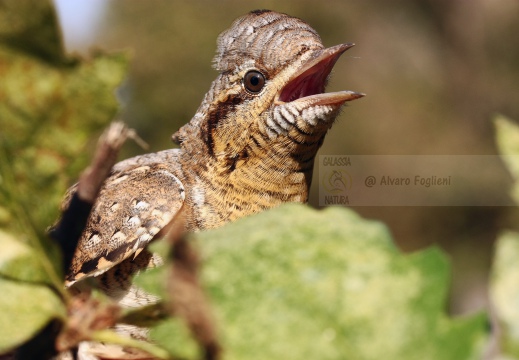 TORCICOLLO; Wryneck;  Jynx torquilla 