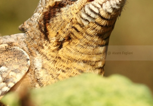 TORCICOLLO; Wryneck;  Jynx torquilla 