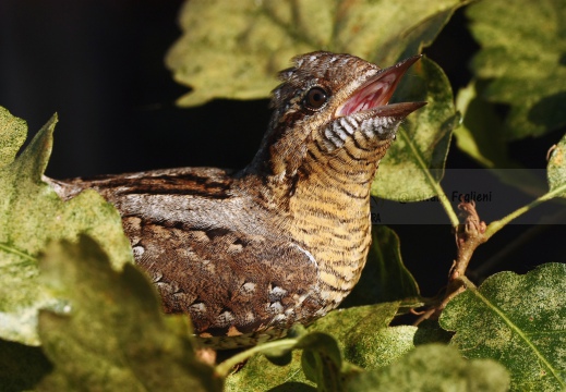 TORCICOLLO; Wryneck;  Jynx torquilla 