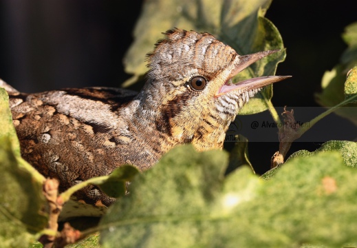 TORCICOLLO; Wryneck;  Jynx torquilla 