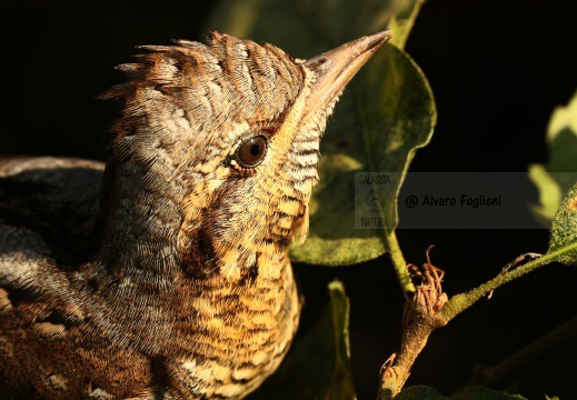 TORCICOLLO; Wryneck;  Jynx torquilla 