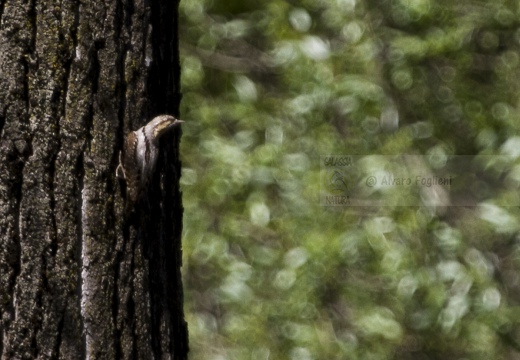 TORCICOLLO; Wryneck;  Jynx torquilla 