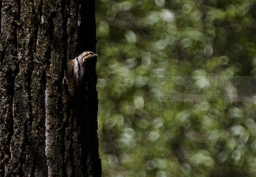 TORCICOLLO; Wryneck;  Jynx torquilla 