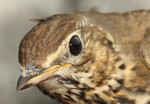 TORDO BOTTACCIO, Song Thrush, Turdus philomelos 