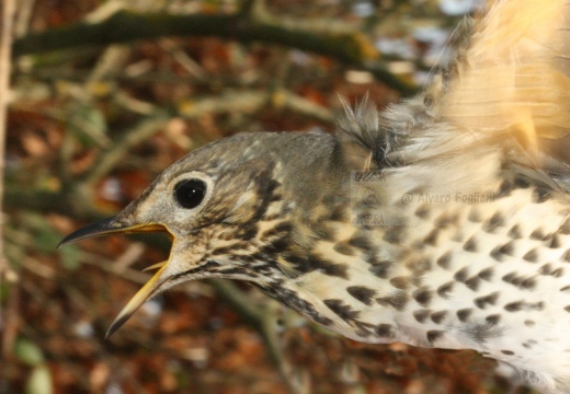 TORDO BOTTACCIO, Song Thrush, Turdus philomelos 